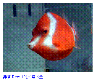 Text Box:  
D`KawaiiK첰
