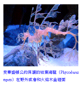 Text Box:  
زyO@\s]Phycodurus eques^b~η|MK첰I
