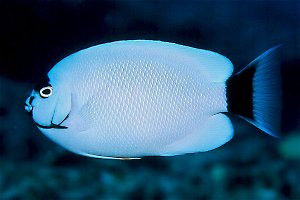 Female Masked Angelfish, typical phase, Bulky Dump, 60 feet, Midway, Yuko Stender