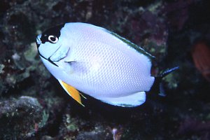 Masked Angelfish transition to male phase, Pearl & Hermes Reef, 40 feet