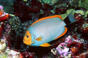 Male Masked Angelfish, Angel Ledge, Midway, 80 feet