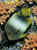 Show available picture(s) for Holacanthus africanus