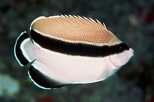 Bandit Angelfish, Pyramid Rock, 80 feet