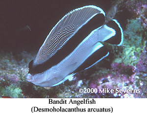 Bandit Angelfish