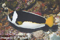 Ballina Angelfish