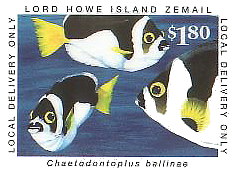 McCulloch's Anemonefish