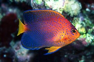 Juvenile Japanese Angelfish, Angel Ledge, Midway, 80 feet, 90mm