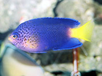 Show available picture(s) for Centropyge debelius