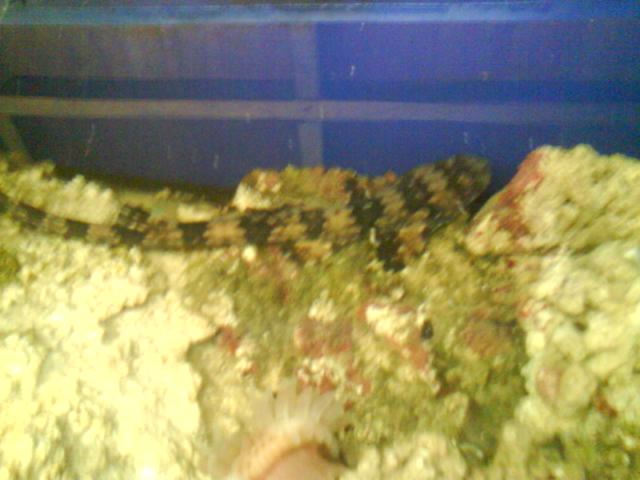 频】九间鲨,九间鲨qvod_我家热带鱼鱼鳍分叉了